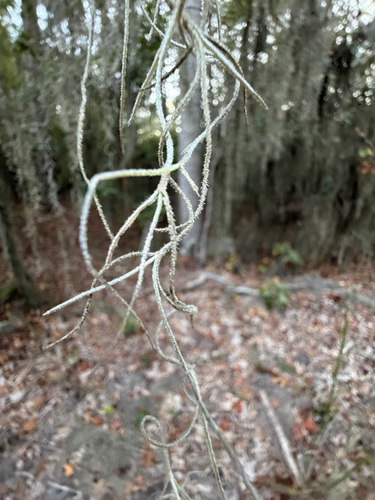 Spanish moss