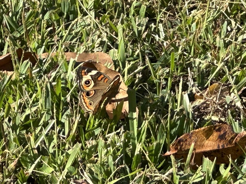 Common Buckeye