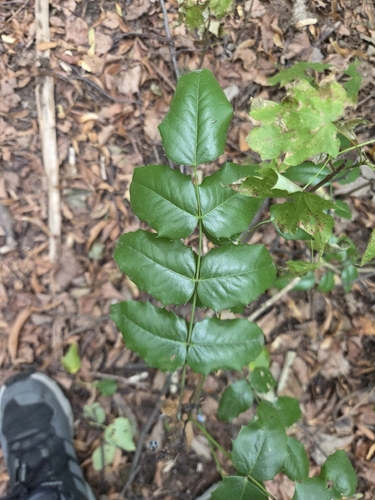 Oregon grape