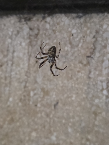 Grey Cross Spider
