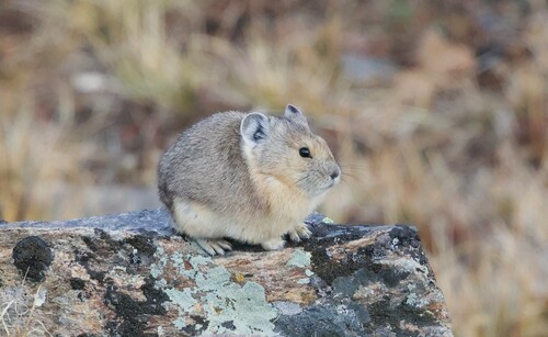 American Pika
