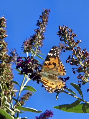 Painted Lady