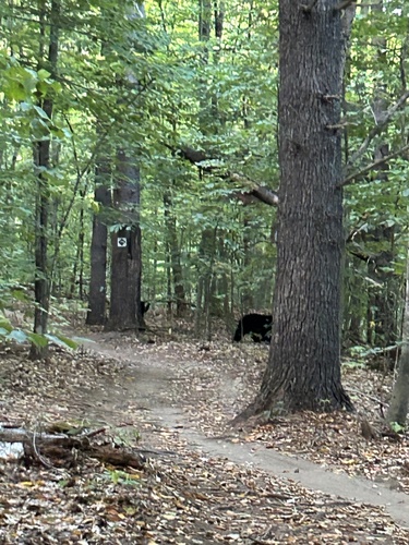 Black Bear sighting near Gatineau Park