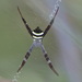 Argiope aetherea - Photo (c) andrewsteward, כל הזכויות שמורות, הועלה על ידי andrewsteward