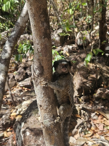 Black-tufted-ear Marmoset