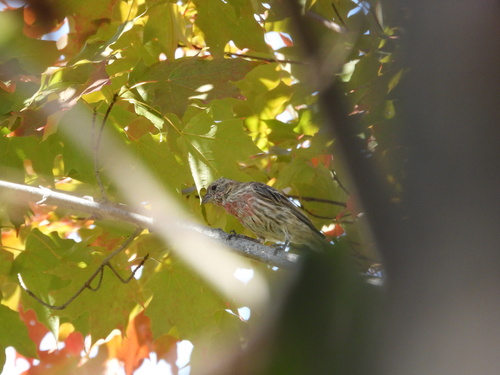 House Finch