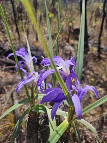 Vellozia squamata