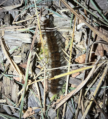 Fox Moth