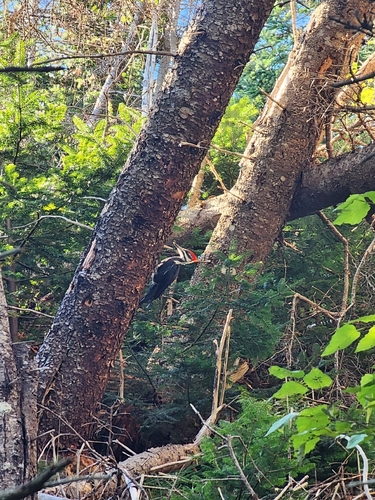Pileated Woodpecker
