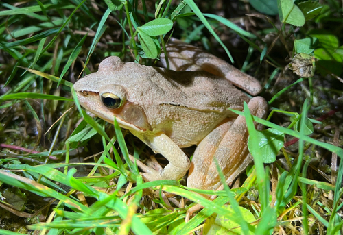 Agile Frog