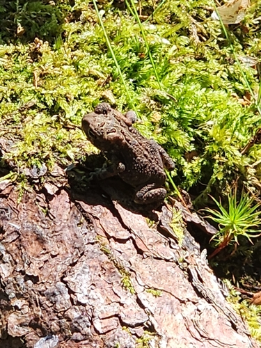 American Toad