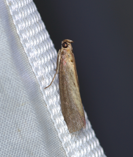 Rosy-striped Knot-horn