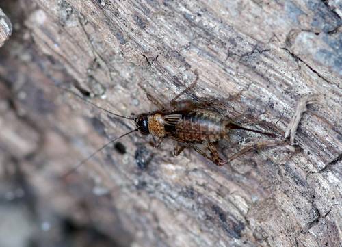 Wood Cricket