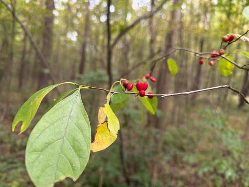 northern spicebush