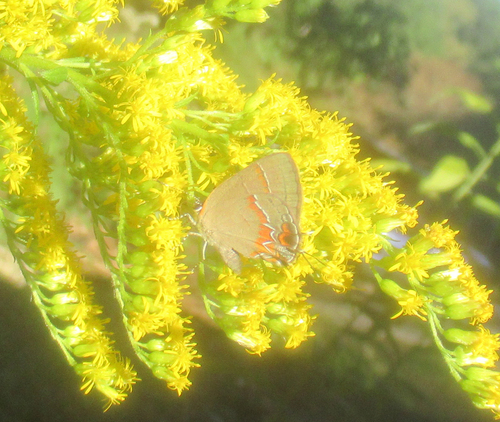 Red-banded Hairstreak