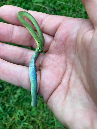 Smooth Greensnake