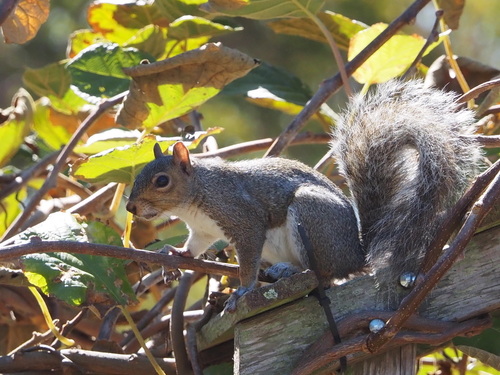Eastern Gray Squirrel