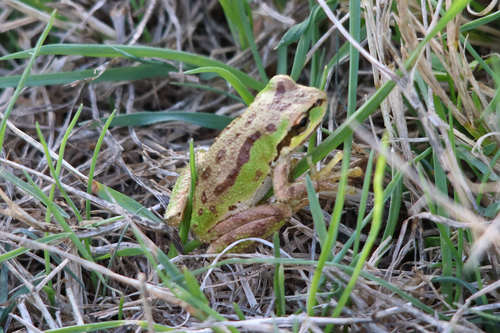Pacific chorus frog