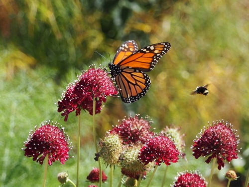 Monarch