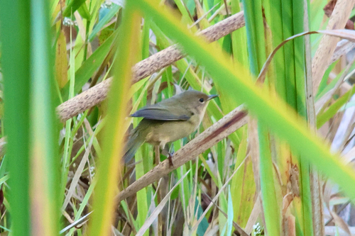 Common Yellowthroat