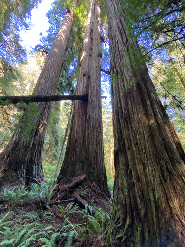 coast redwood