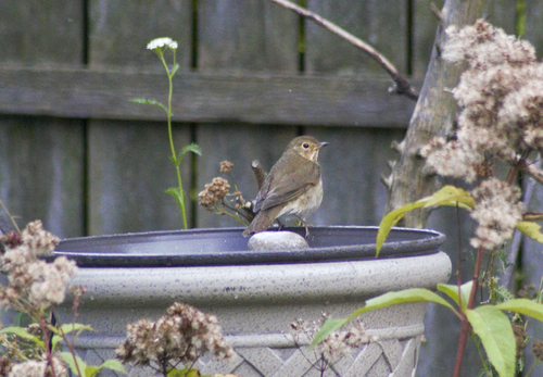 Swainson's Thrush