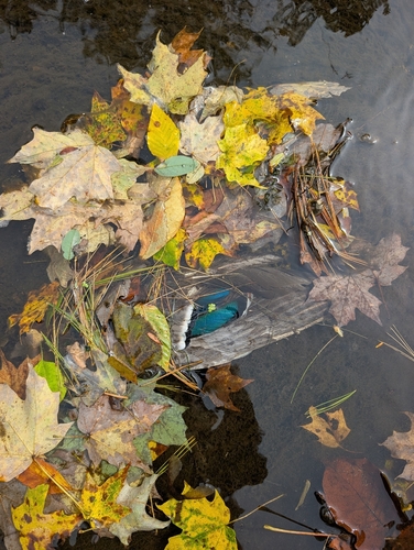 Mallard
