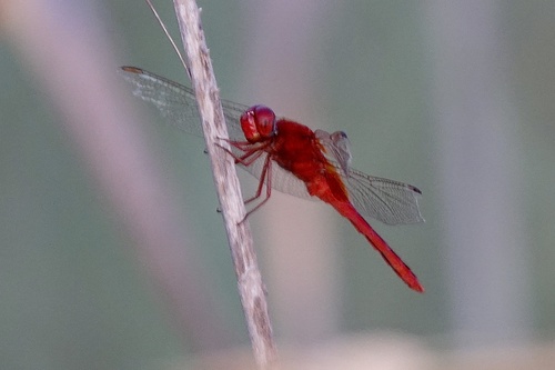 Scarlet Skimmer