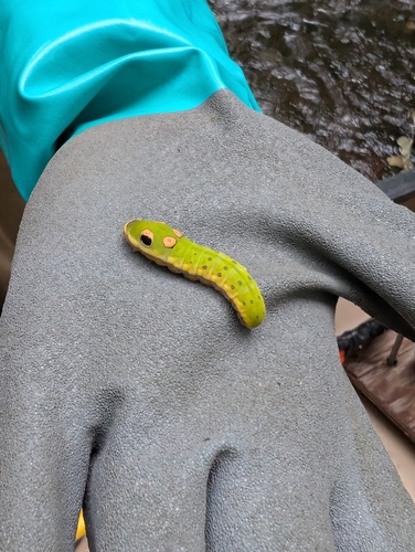 Spicebush Swallowtail