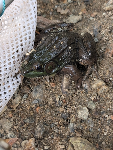 Green Frog
