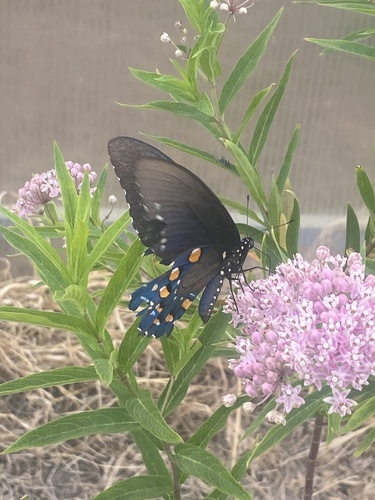 Pipevine Swallowtail