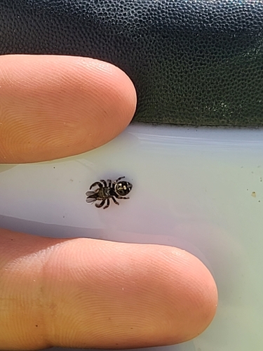 Bold Jumping Spider