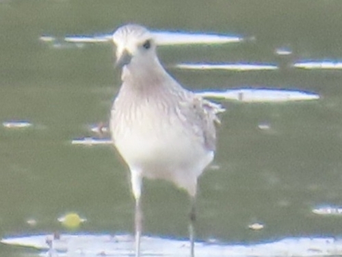Black-bellied Plover