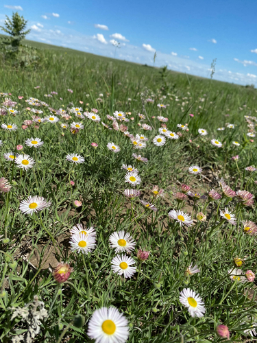 running fleabane