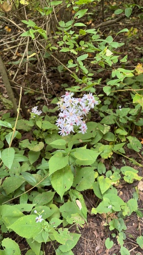 Common Blue Wood Aster
