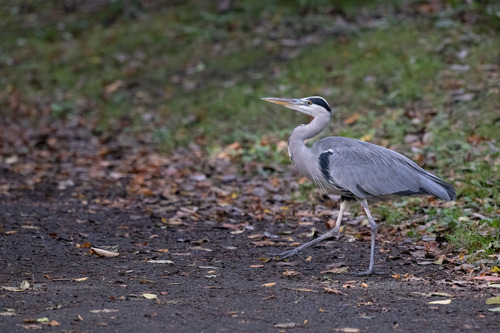 Grey Heron