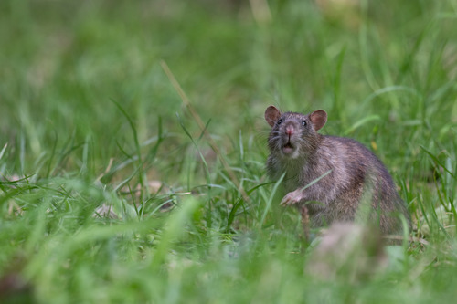 Brown Rat
