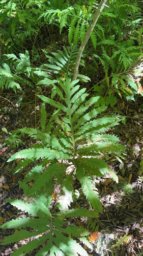 sensitive fern