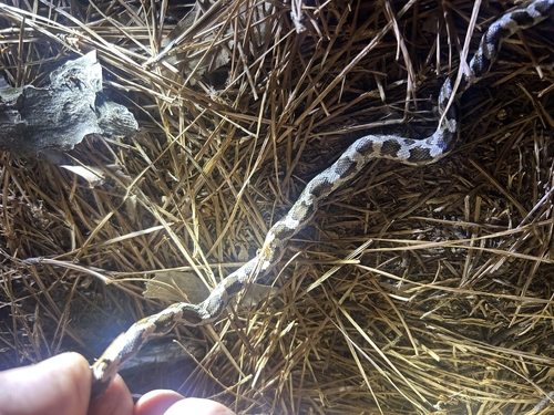 Western Ratsnake
