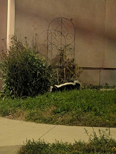Striped Skunk