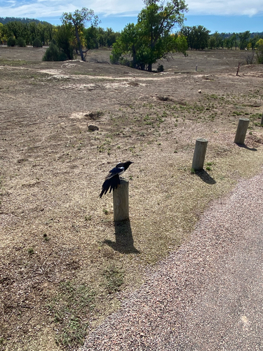 Black-billed Magpie