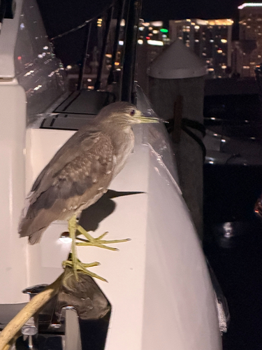 Black-crowned Night Heron