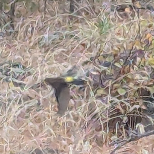 Yellow-rumped Warbler