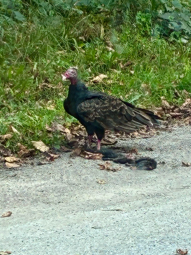 Turkey Vulture