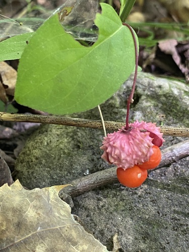 Running Strawberry-bush