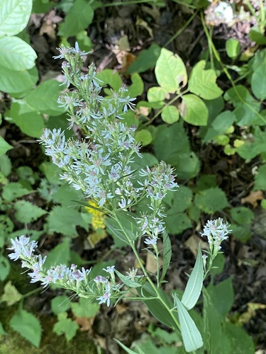 Arrow-leaved Aster