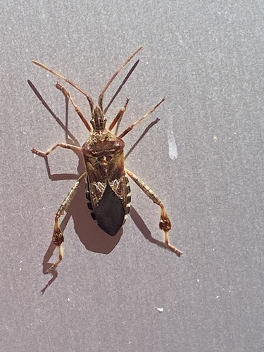 Western Conifer Seed Bug