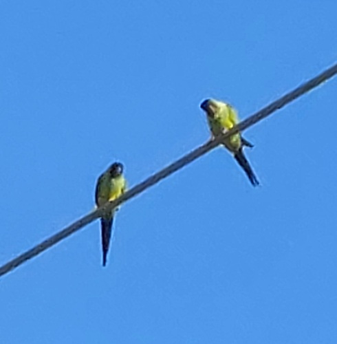 Nanday Parakeet