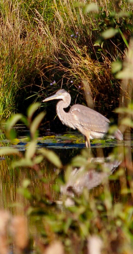 Great Blue Heron