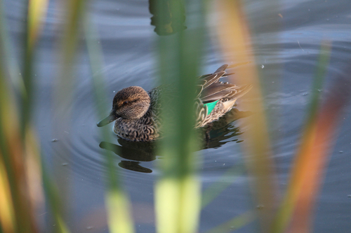 Green-winged Teal